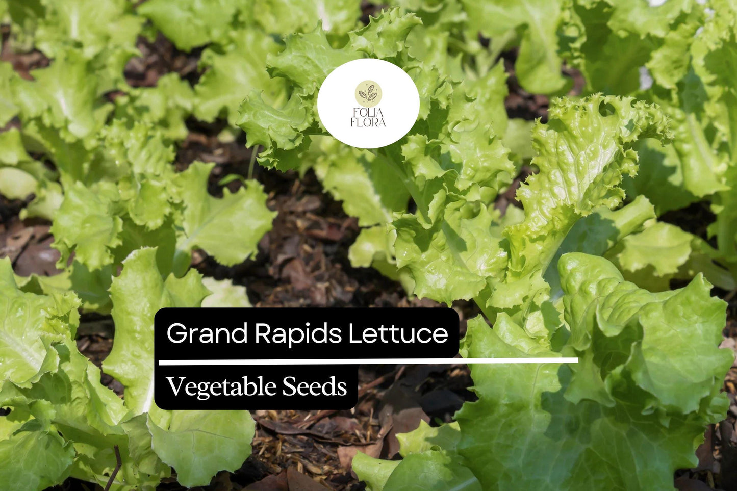 1000 Grand Rapids Lettuce Seeds – Lactuca sativa – Heirloom Leaf Lettuce, Fast-Growing, Crisp & Tender, Non-GMO, Cold Hardy
