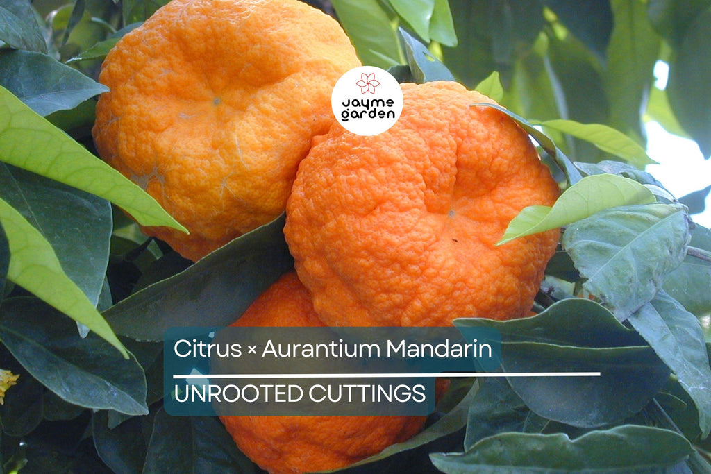 5 Unroot Cuttings Citrus × Aurantium Pixie Mandarin Orange Edible Sweet Fruit, Fast-Growing, USDA Zones 9-11, Organic