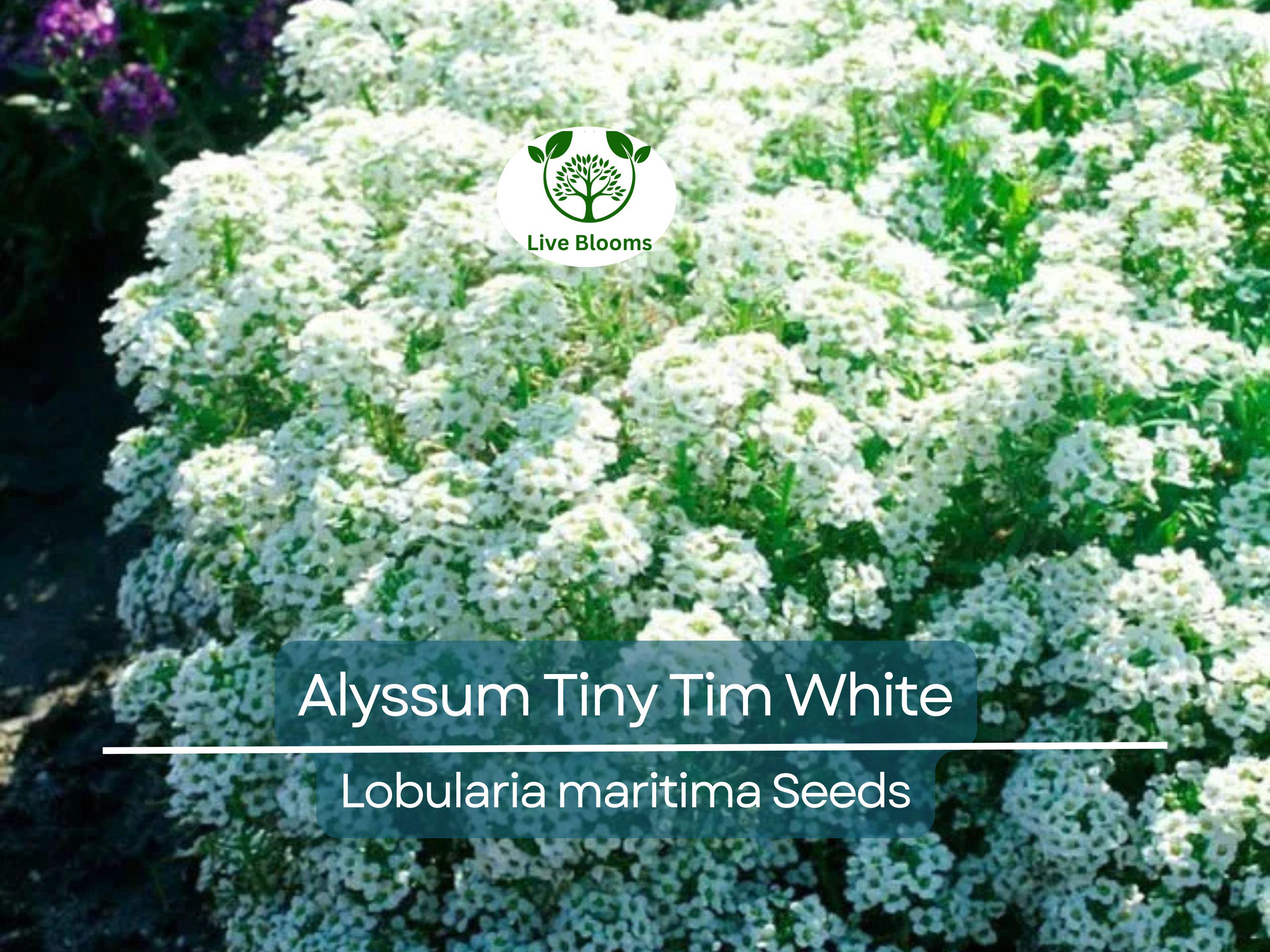 500 Seeds Alyssum Tiny Tim White Groundcover, Non-GMO, Fragrant Flowers, Bee-Friendly, Low Maintenance, Beautiful 3" White Blooms