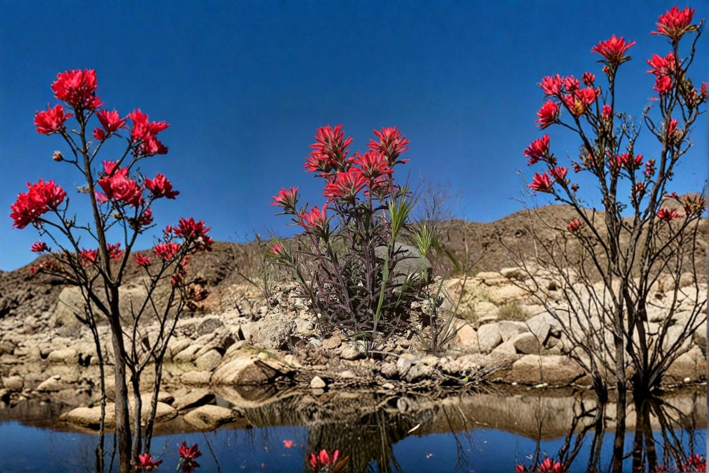 Castilleja angustifolia var. dubia – Northwestern Indian Paintbrush 300 Seeds | Native Wildflower | Pollinator & Restoration Plant