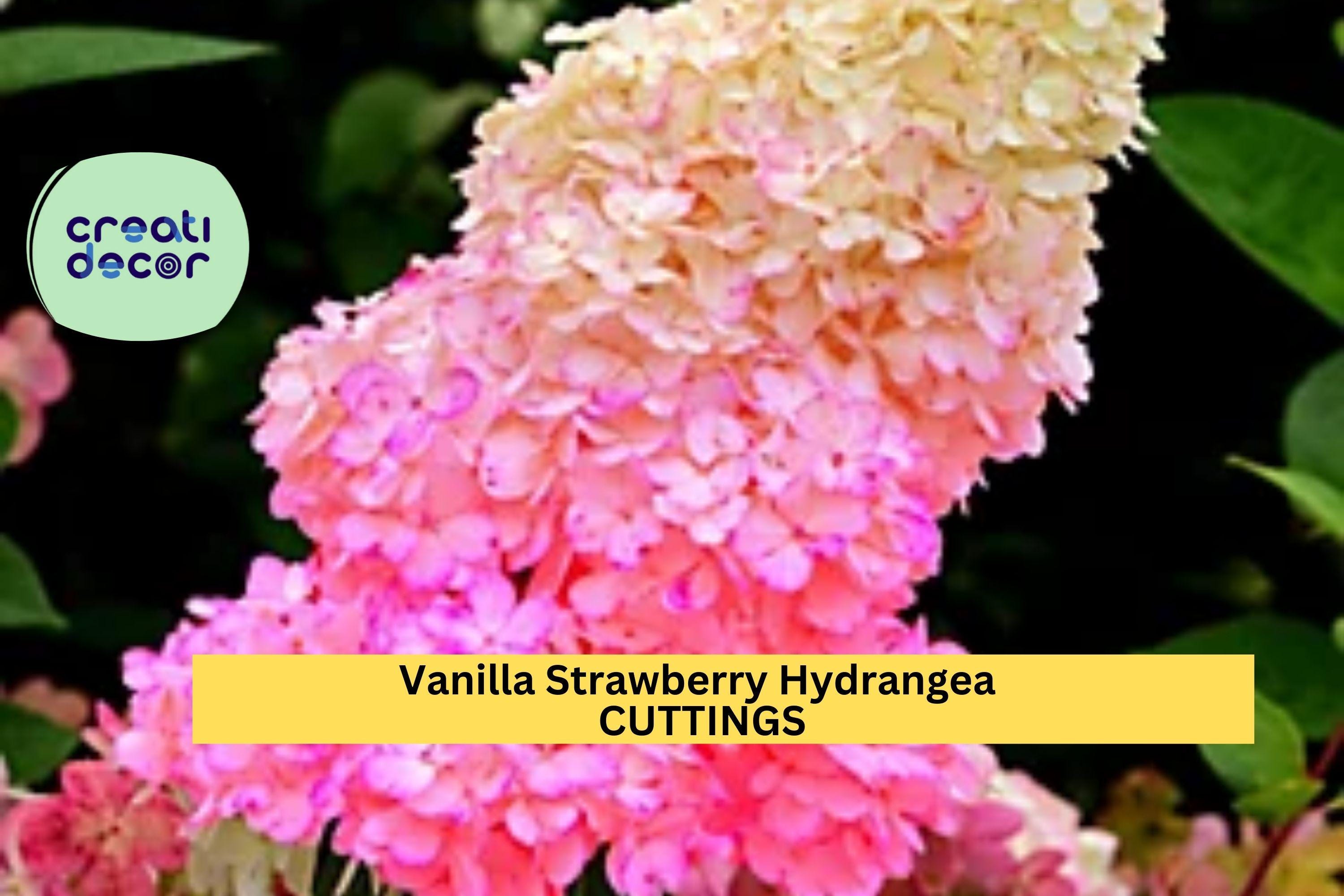 6 Vanilla Strawberry Hydrangea Cuttings | 4 + 2 Bonus Unrooted Stems | Panicle Flowering Shrub/Tree | Stunning Pink-White Blooms