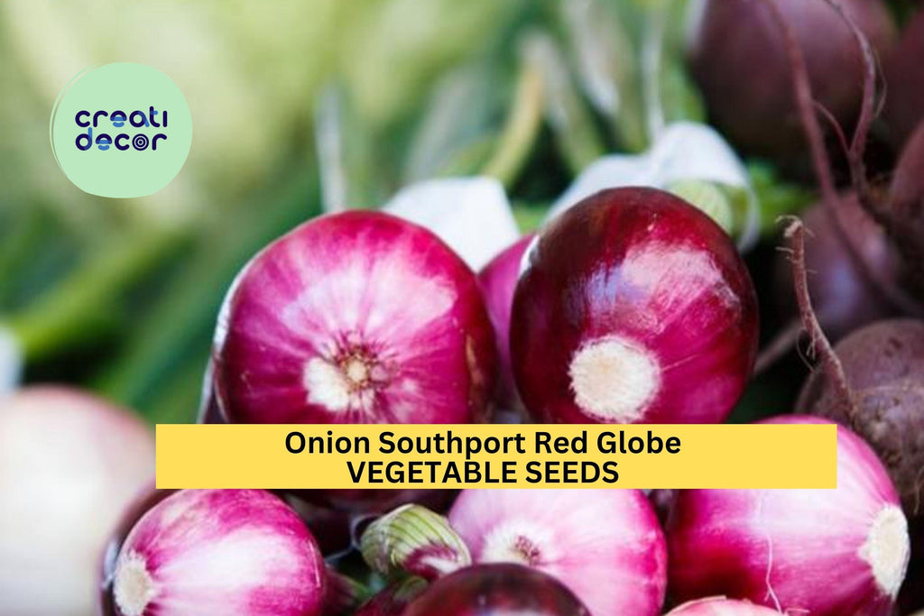 3pcs of 250mg Southport Red Globe Onion Seeds – Heirloom Variety with Deep Red Bulbs – Great Storage Onion Seeds for Planting