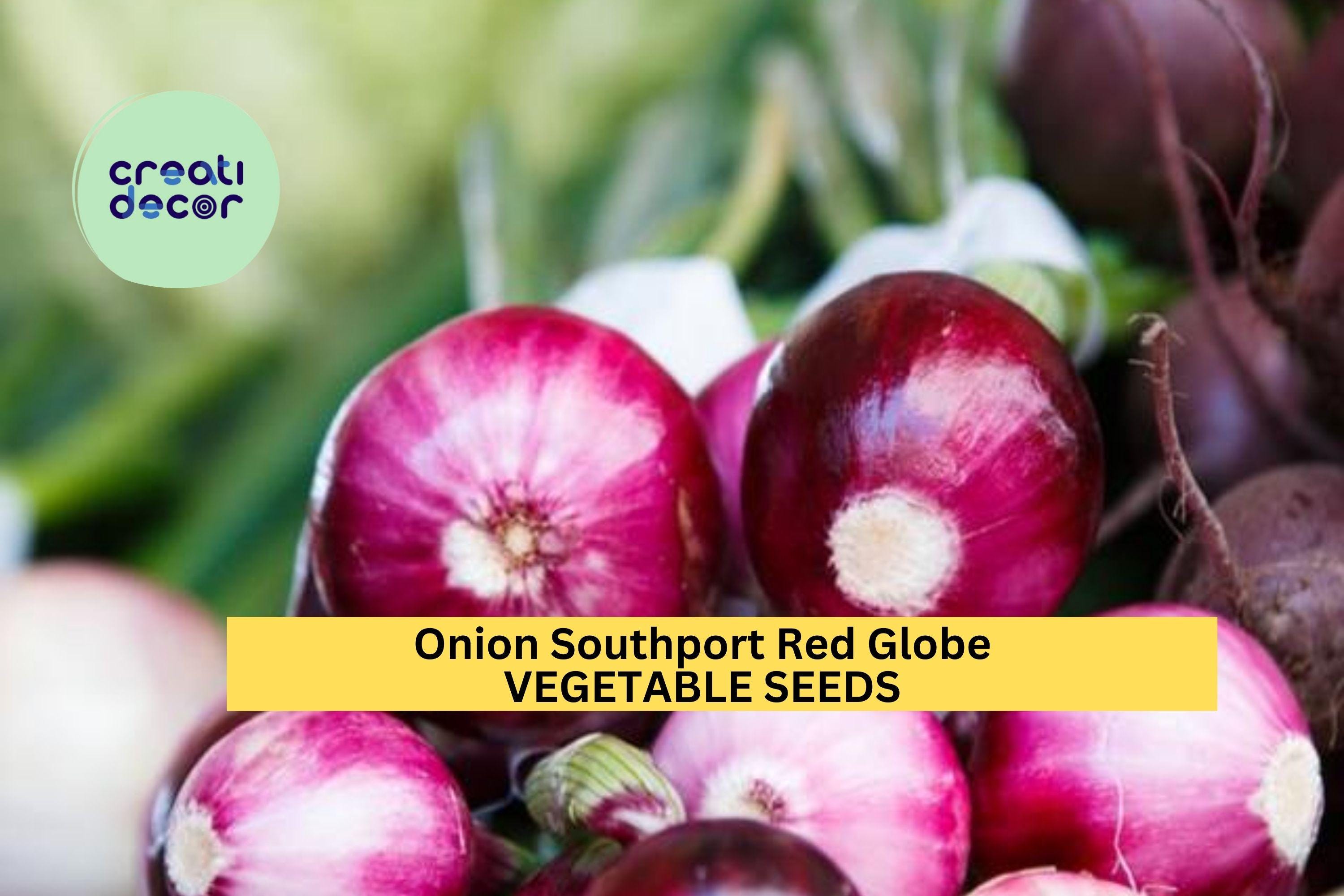 3pcs of 250mg Southport Red Globe Onion Seeds – Heirloom Variety with Deep Red Bulbs – Great Storage Onion Seeds for Planting