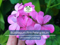 4 Bubblegum Pink Pelargonium Zonal Geranium Unrooted Cuttings - Fresh Live Plants, 8" Long, Ideal for Garden, Hanging Baskets & Containers