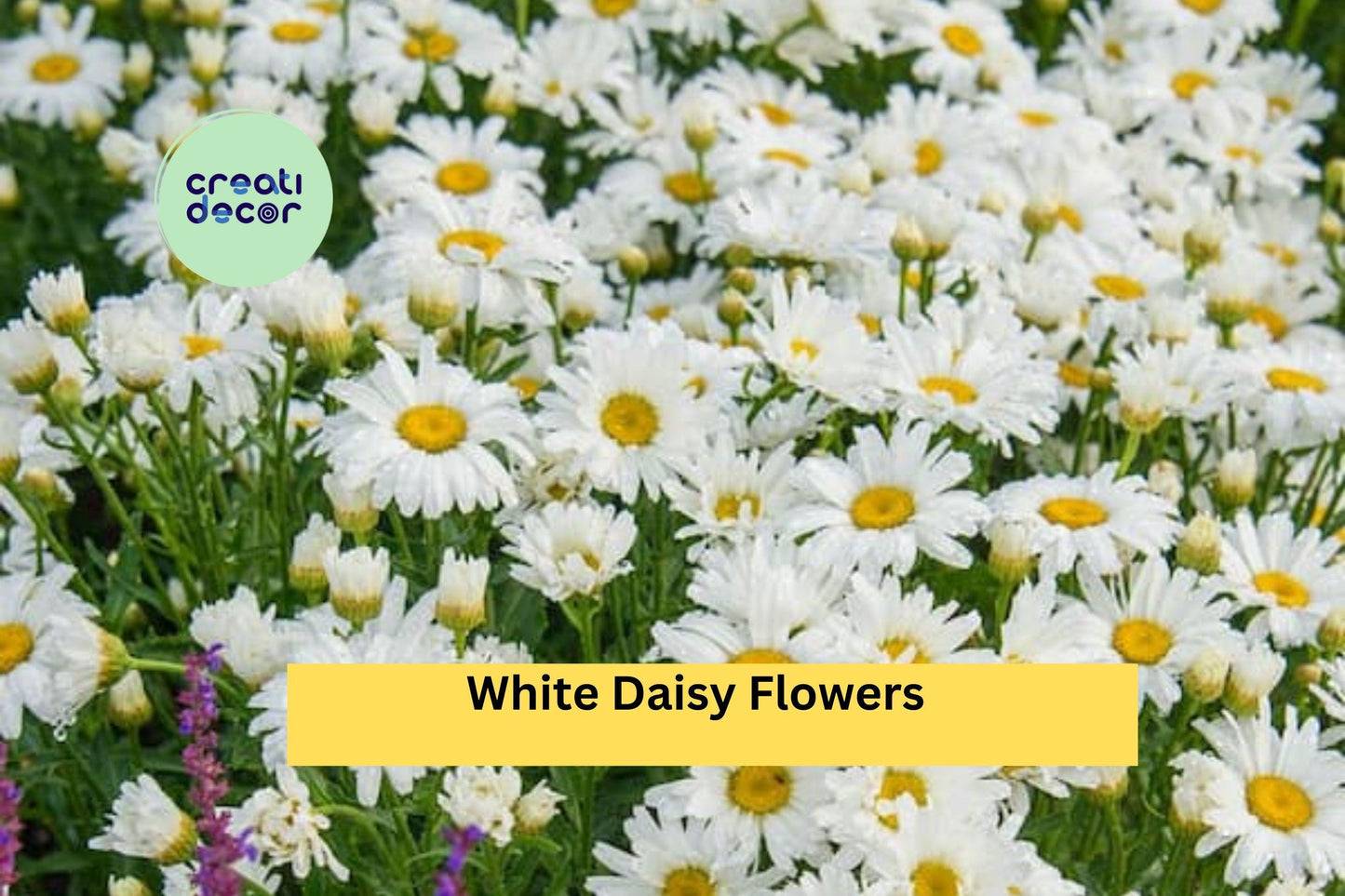 Shasta Daisy Live Plant | 1 Bare Root Perennial Starter | Leucanthemum superbum White Daisy Flowers for Garden Beds & Borders