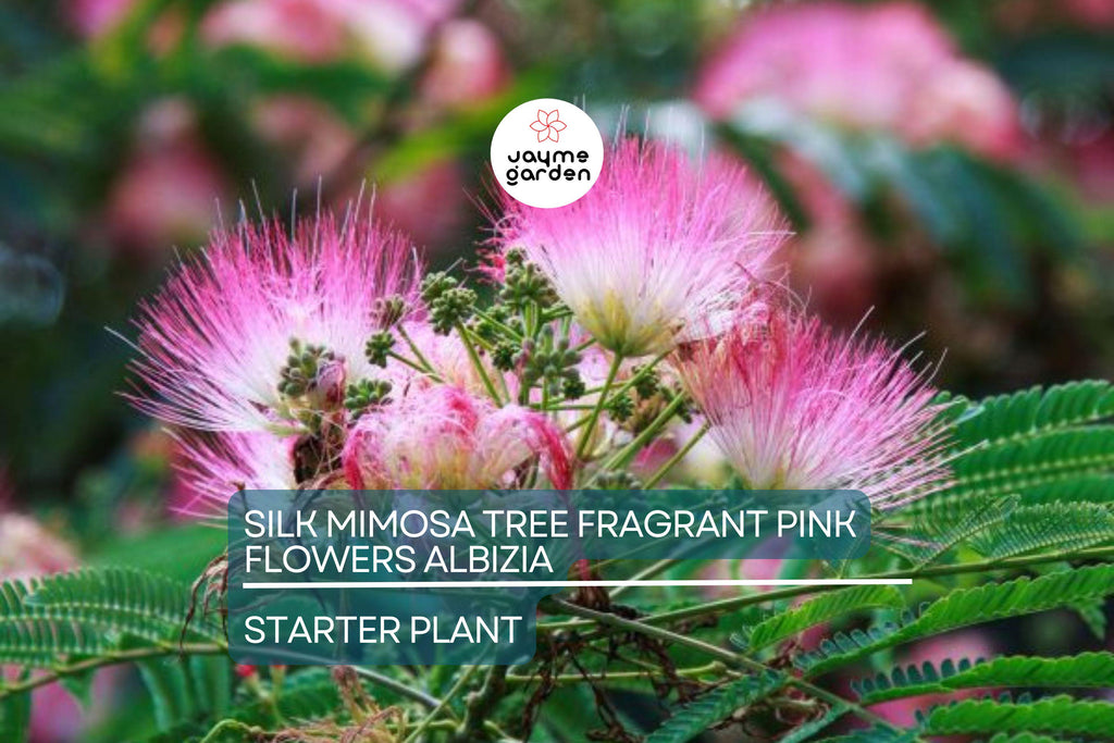 2 Pink Silk Mimosa Trees Fragrant Powder Puff Flowers | 6" Seedlings | Attracts Butterflies & Hummingbirds | Dormant Winter Shipping