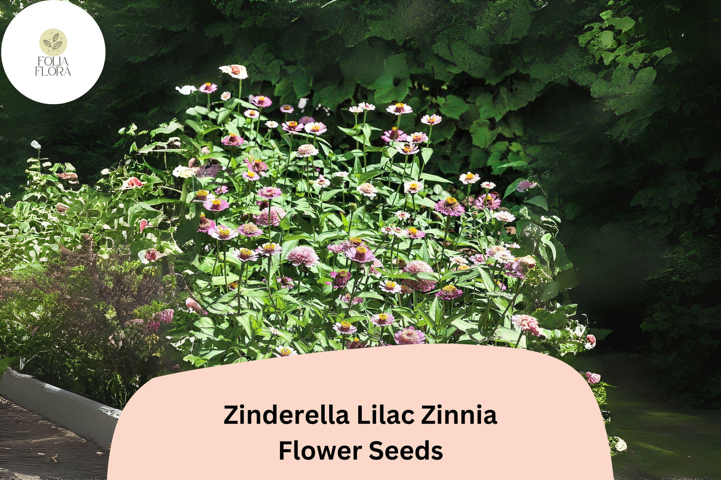 100+ Zinderella Lilac Zinnia Seeds – Unique Double Scabiosa-Type Blooms for Garden Planting, Borders & Cut Flowers