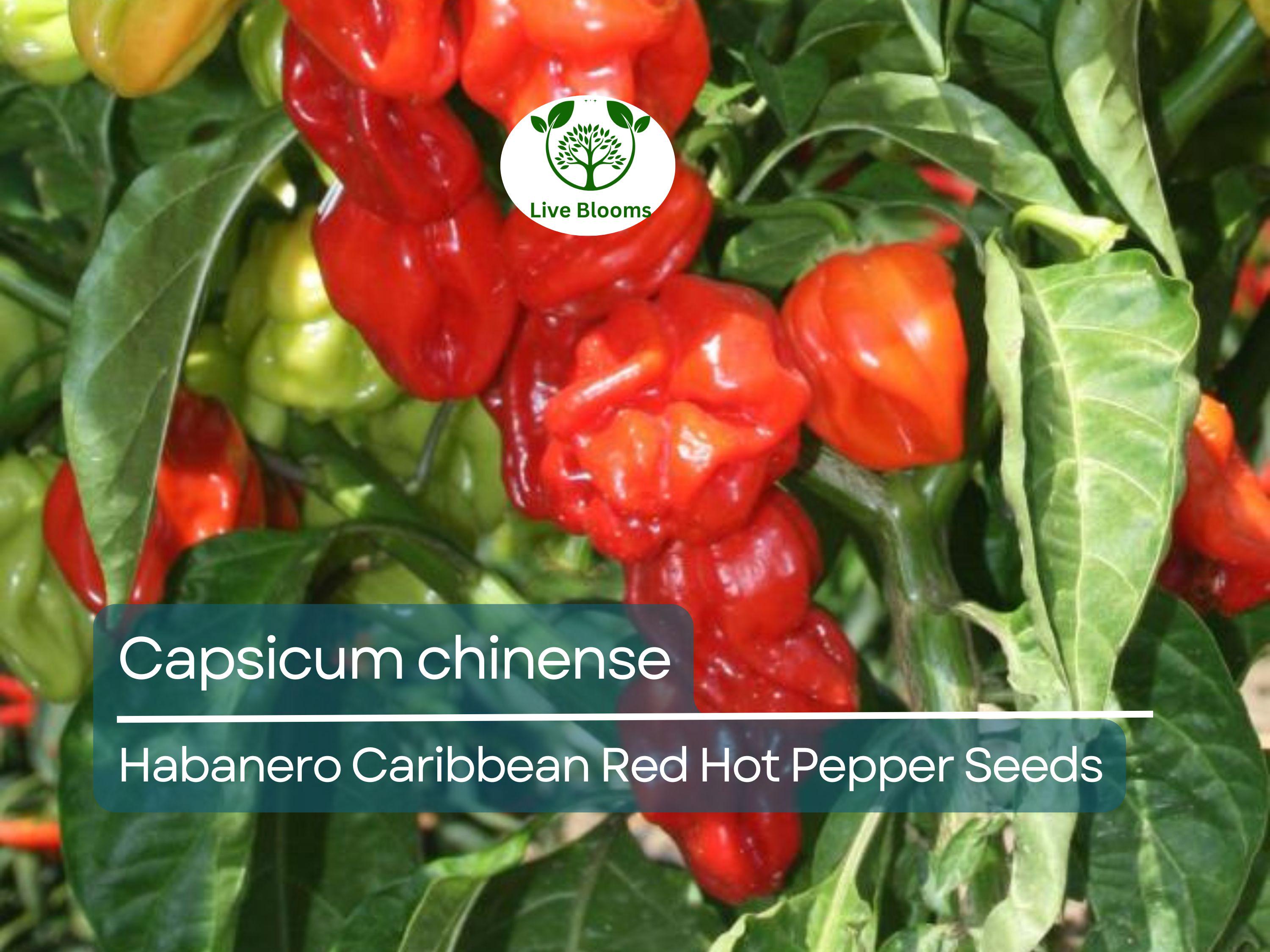 250 mg Habanero Caribbean Red Hot Pepper Seeds - Capsicum chinense | Heirloom Extra-Hot Pepper Seeds for Planting, Spicy Cooking & Gardens