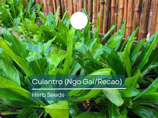 Culantro Ngo Gai Seeds for Planting (100mg) - Vietnamese Recao - Tropical Herb for Soups, Salads, & Culinary Dishes