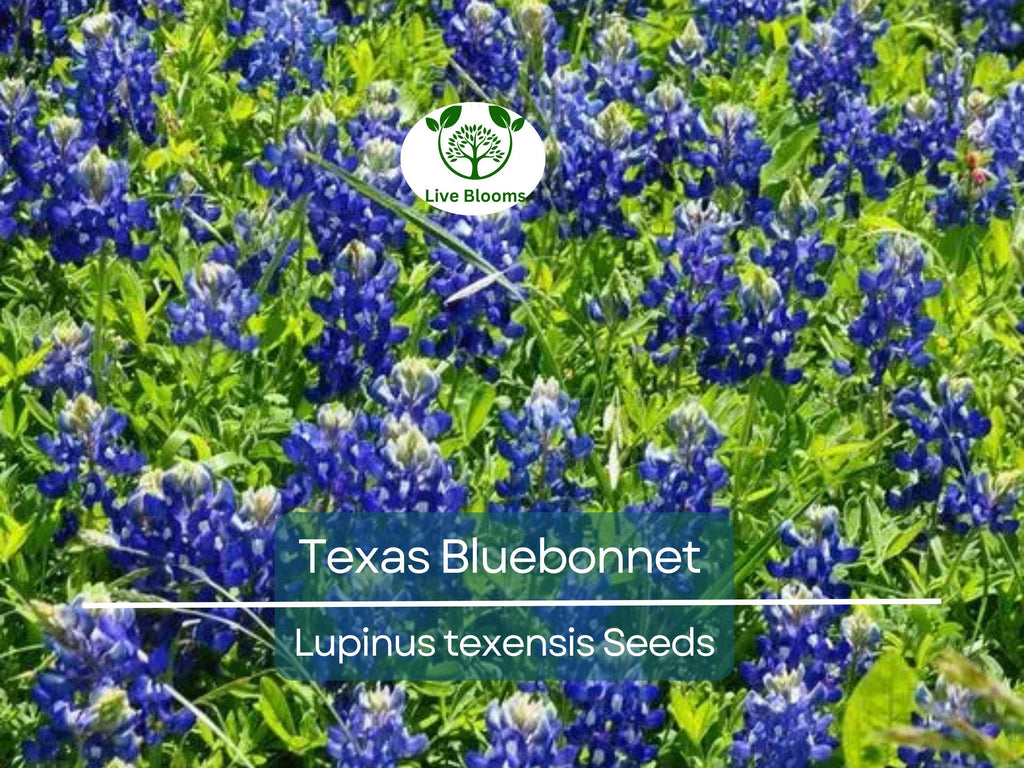 50 Texas Bluebonnet Seeds, Lupinus texensis, Wildflower, Sun/Partial Shade, Heirloom, Non-GMO, Native to Texas, Vibrant Blue Blooms