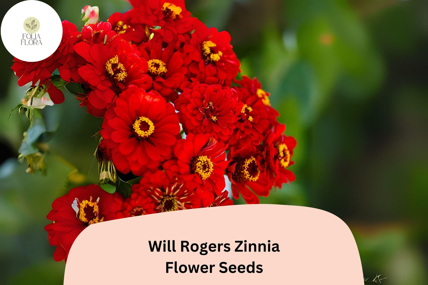 100+ Will Rogers Zinnia Seeds – Bright Scarlet Red Non-GMO Annual Flowers for Garden Planting & Cut Flower Gardens
