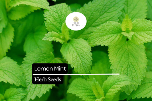 2000 Seeds Lemon Mint, Monarda Citriodora, Fragrant Herb for Teas, Culinary Use, and Pollinator Gardens