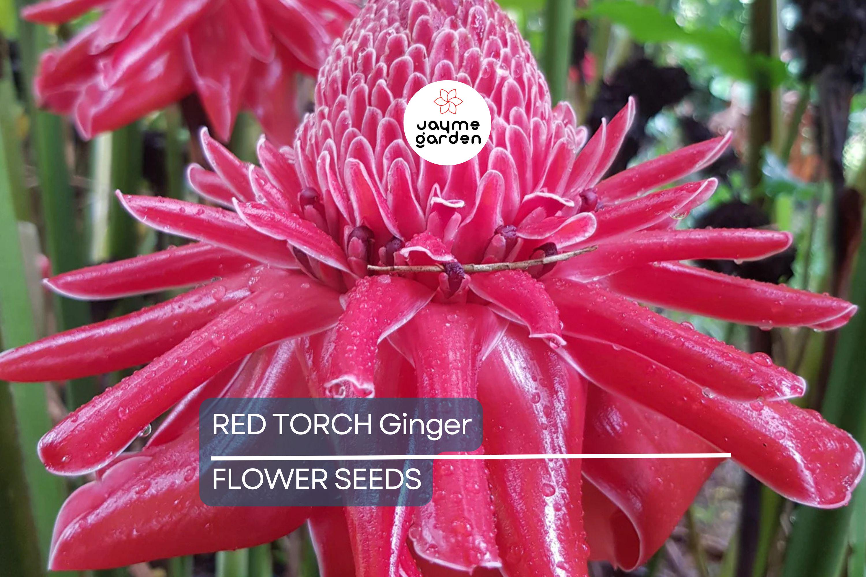 10 Red Torch Ginger Seeds (Etlingera elatior) – Exotic Tropical Flower, 3-5' Tall, Indoor/Outdoor Plant