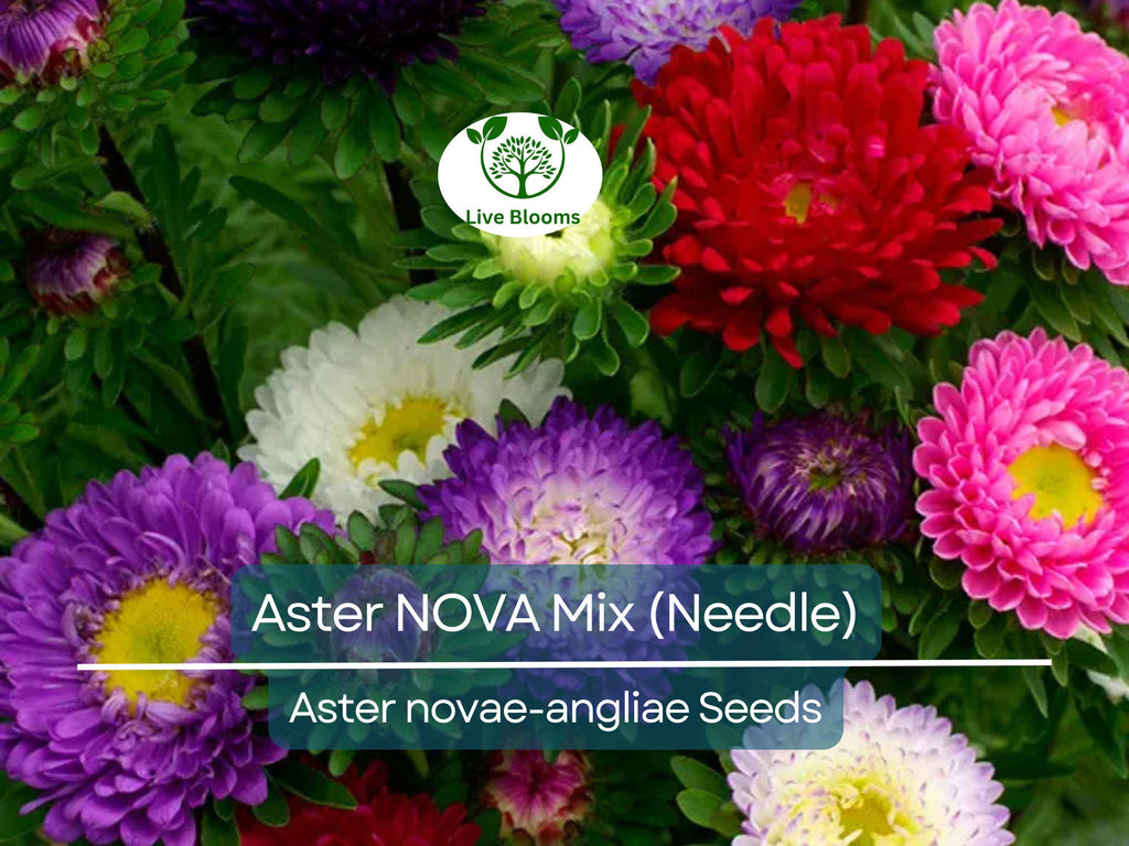 200 Seeds Aster NOVA Mix (Needle), Large Flowers, Annual, Attracts Bees & Butterflies, Non-GMO, Vibrant Garden Blooms, Easy to Grow