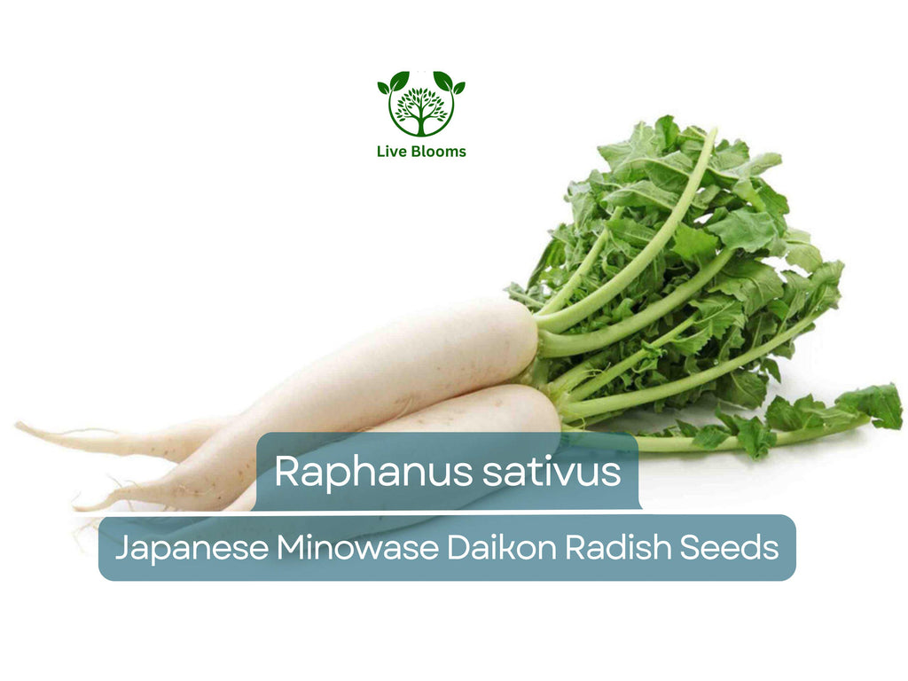 1 Gram Seeds Japanese Minowase Daikon Radish – Raphanus sativus | Heirloom Seeds for Planting, Gardening & Crisp White Harvests