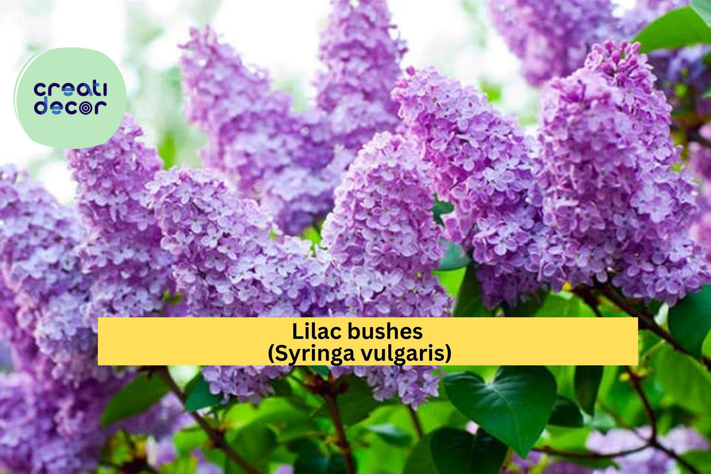 Purple Lilac Bushes – 2 Live Shrubs 1–2 ft Tall – Syringa vulgaris – Fragrant Spring Blooms for Garden or Landscape Borders