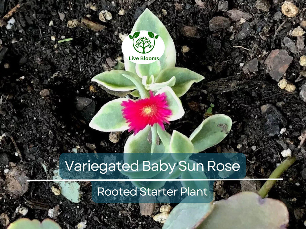 3 Variegated Baby Sun Rose Live Starter Plants - Aptenia Cordifolia Variegata, Trailing Succulent, Low Maintenance Groundcover