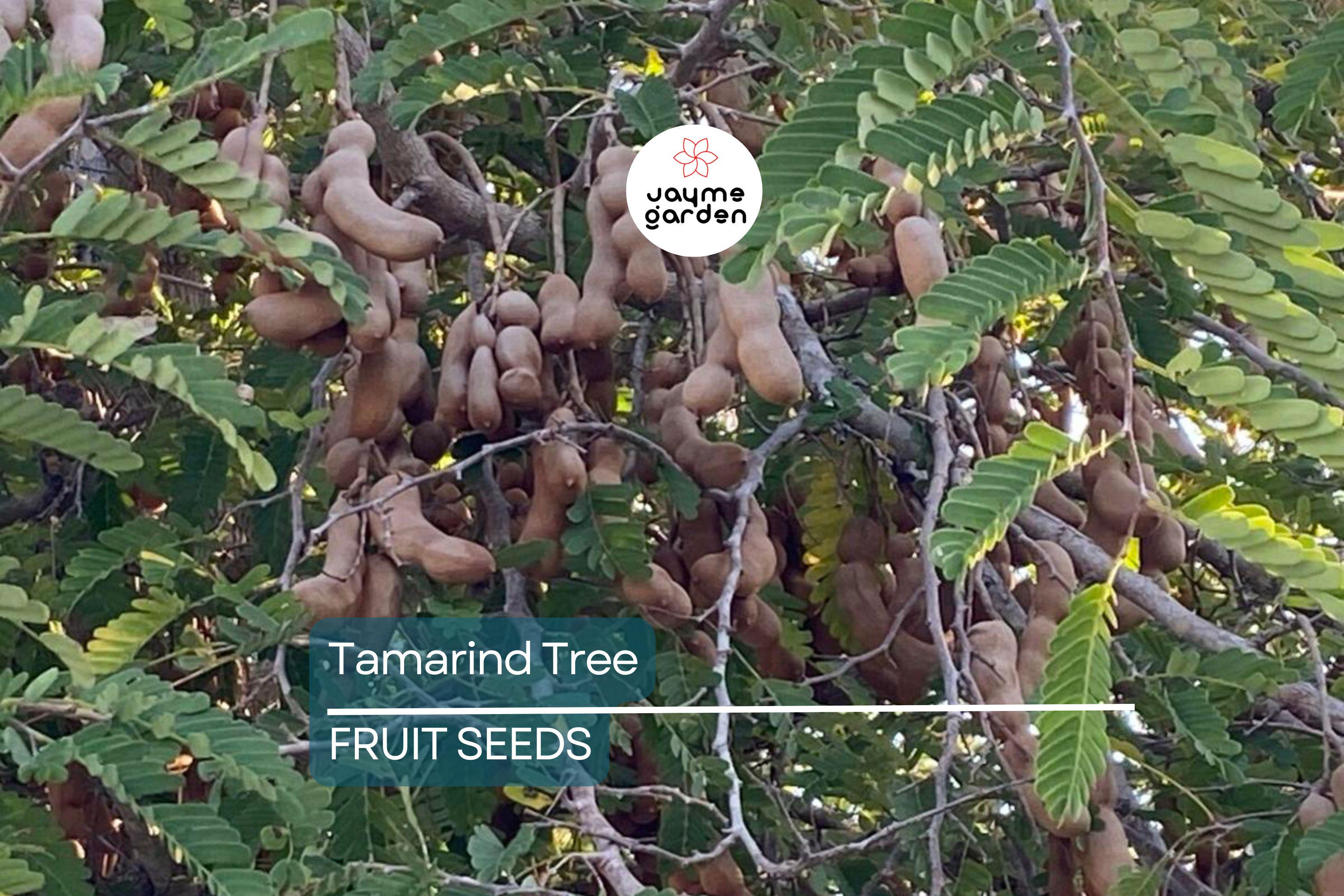 5 Tamarind Tree Seeds (Tamarindus indica) – Tropical Fruit Tree, Bonsai Potential, 80ft Mature Height