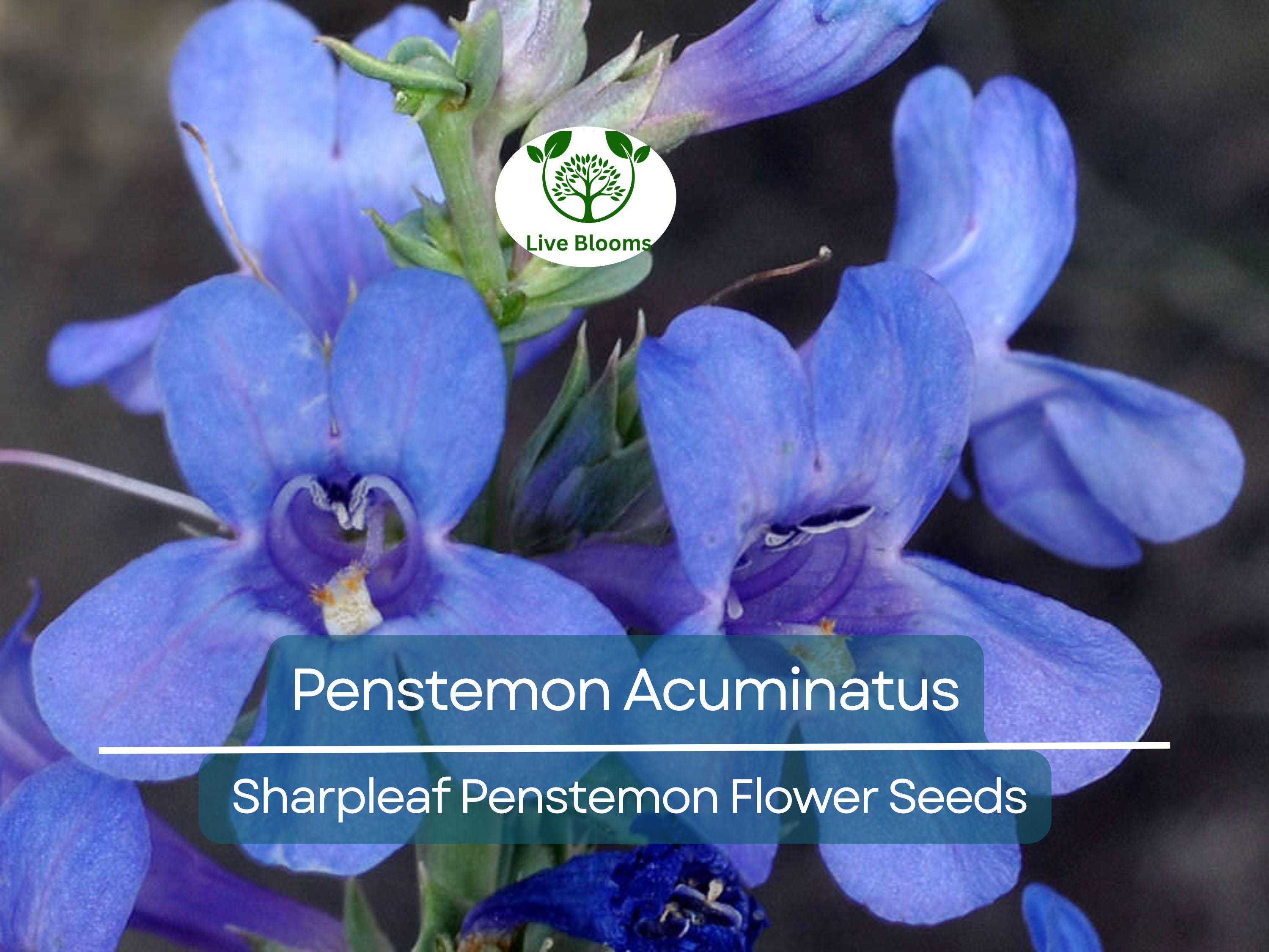 100 mg Seeds Penstemon Acuminatus (Sharpleaf Penstemon) for Planting | Native Perennial Wildflower for Pollinator Gardens & Landscaping