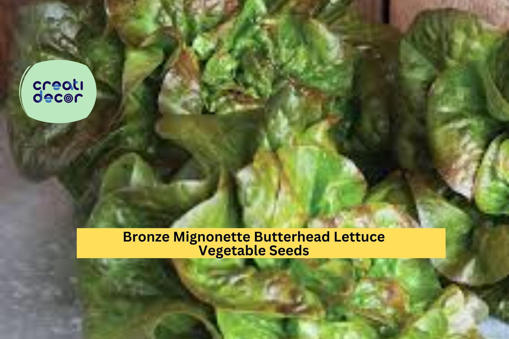 3pcs of 1g Bronze Mignonette Butterhead Lettuce Seeds – Tender Heirloom Variety for Garden or Container Growing Seeds for Planting