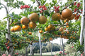Kosui Pear 1 Cutting 6-8" Unrooted (Pyrus pyrifolia) Asian Pear Tree