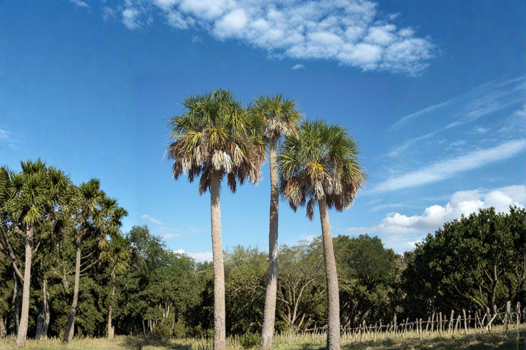 Cabbage Palm Seeds – Sabal Palmetto, Southern Coastal Tree (5 Seeds)