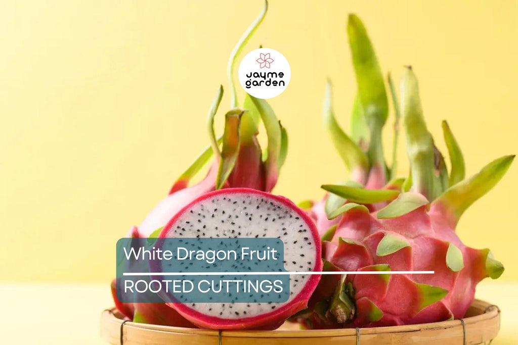 5pcs Rooted White Dragon Fruit Cuttings – Live Plant, Ready to Plant