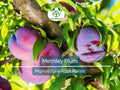1 Methley Plum Tree – Live Bare Root Fruit Tree (2ft) – Juicy, Sweet Red Plums – Self-Fertile & Cold Hardy – Zone 5–9
