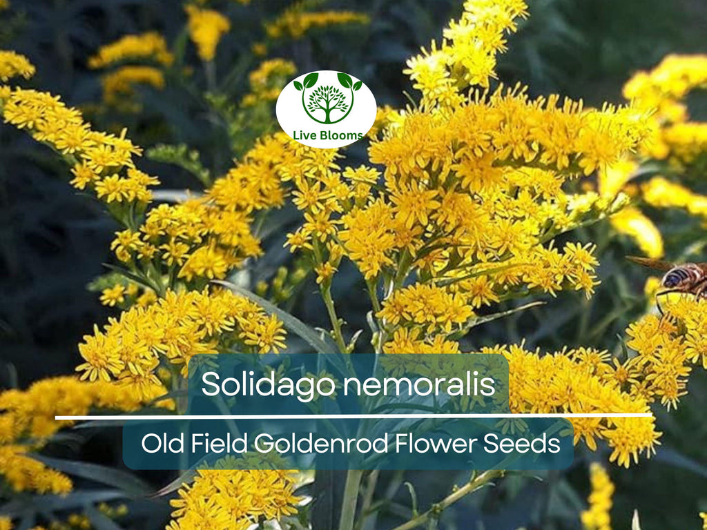 500 mg Seeds Solidago nemoralis (Old Field Goldenrod) for Planting, Native Perennial Wildflower for Pollinator Gardens & Natural Landscaping