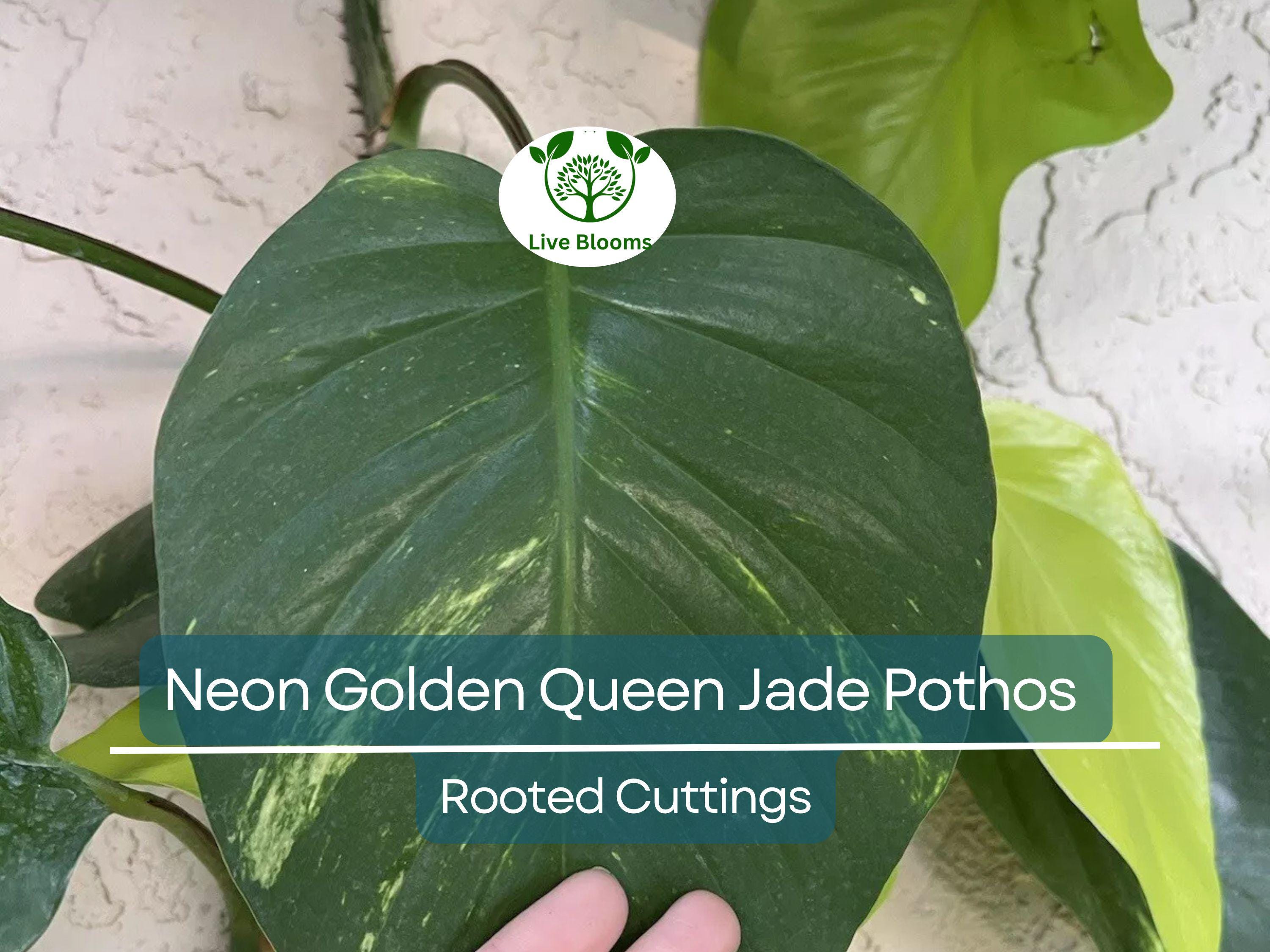 2x 10” Rooted Pothos Cuttings | Neon Golden Queen Jade Philodendron Plant | Easy Care Houseplant, Indoor Vine, for Decor & Propagation