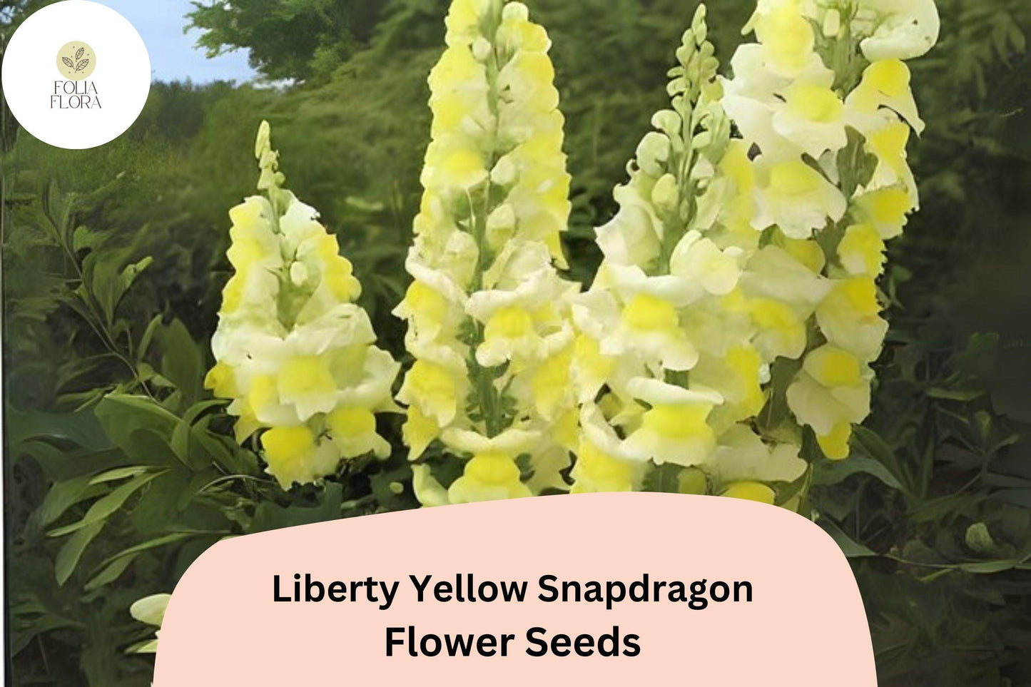 Antirrhinum majus Liberty Yellow Snapdragon Seeds – 1000+ Bright Yellow Blooms for Garden & Cut Flowers