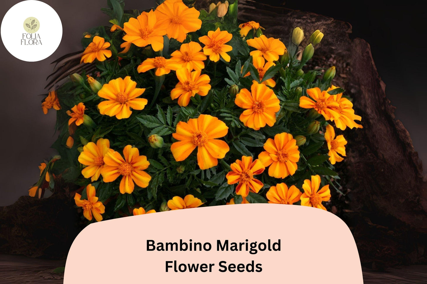 25+ Bambino Marigold Seeds | Compact Dwarf Marigold | Bright Orange Blooms | Easy Annual Flower for Garden Planting