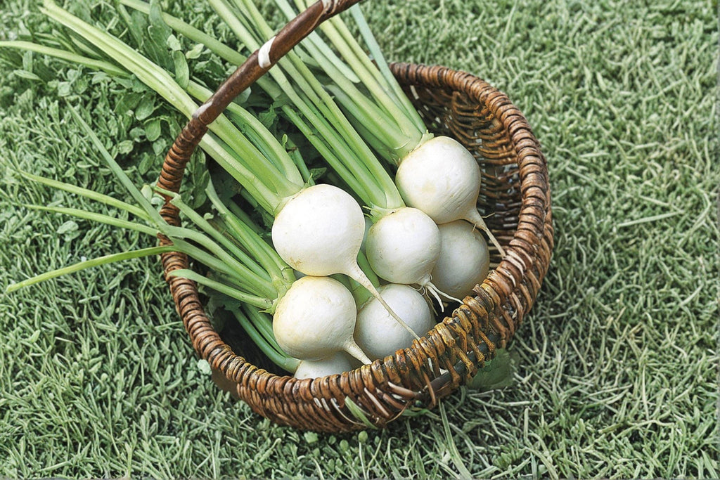 Turnip – Seven Top 300 Seeds | Southern Heirloom Turnip Greens | Grown for Leaves | Cold Hardy & Flavorful
