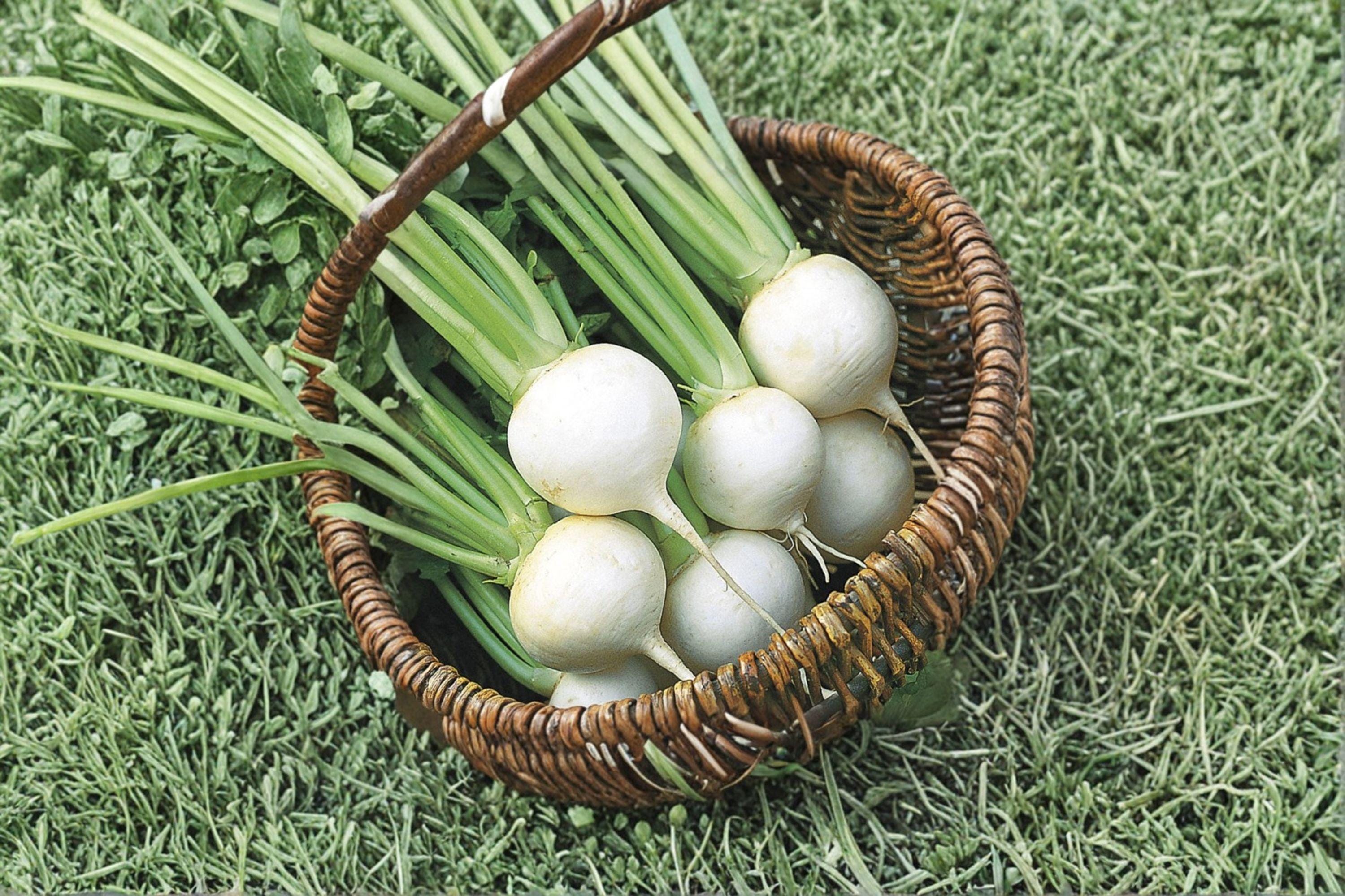 Turnip – Seven Top 300 Seeds | Southern Heirloom Turnip Greens | Grown for Leaves | Cold Hardy & Flavorful
