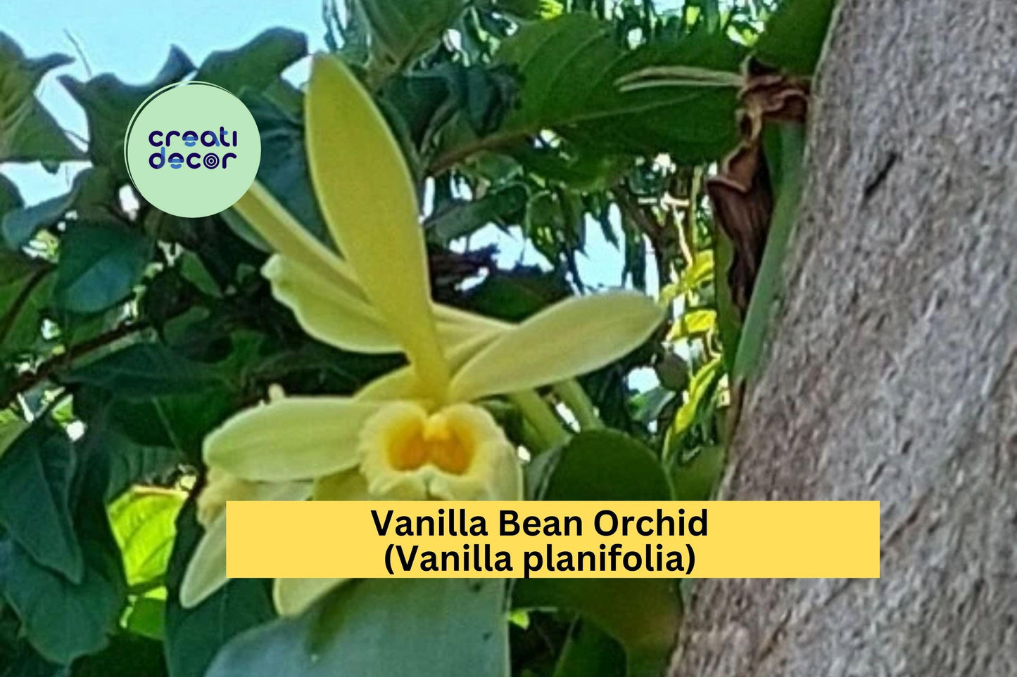 1 Vanilla Bean Orchid – Vanilla planifolia Live Cutting with Aerial Roots, Tropical Climbing Orchid Starter Plant for Indoor Growing