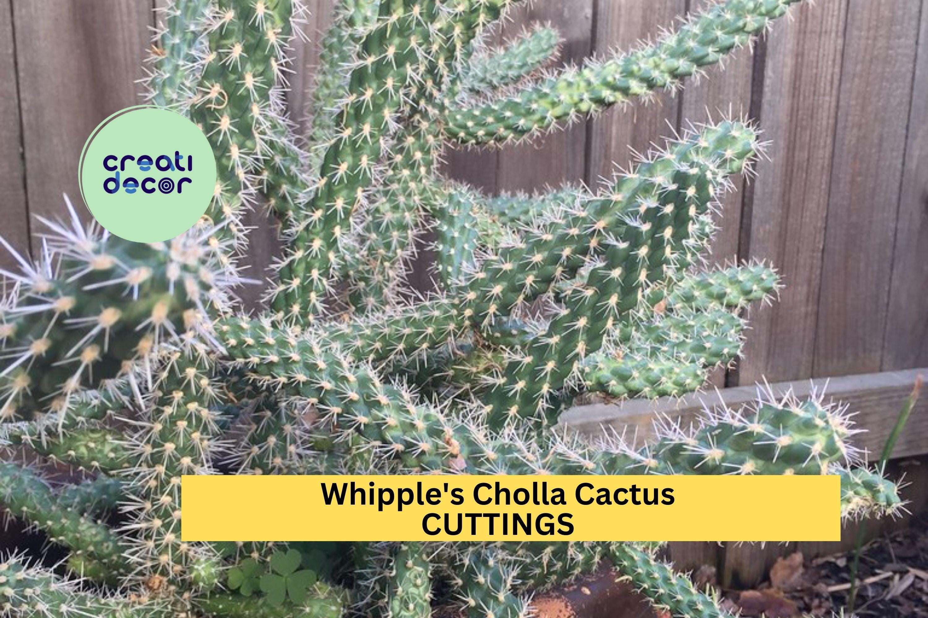 Whipple's Cholla Cactus Cuttings (5) | Cylindropuntia whipplei | Hardy Flowering Shrub | Drought-Tolerant Desert Plant