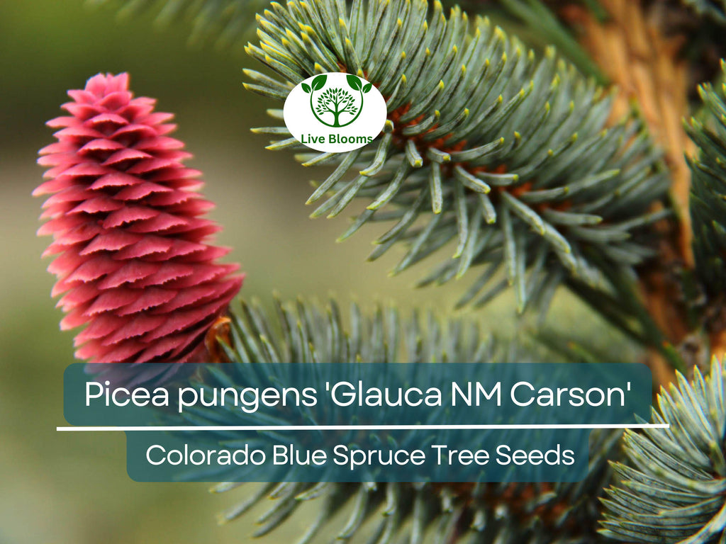 50 Seeds Picea pungens 'Glauca NM Carson' (Colorado Blue Spruce) for Planting | Ornamental Evergreen Tree for Landscaping