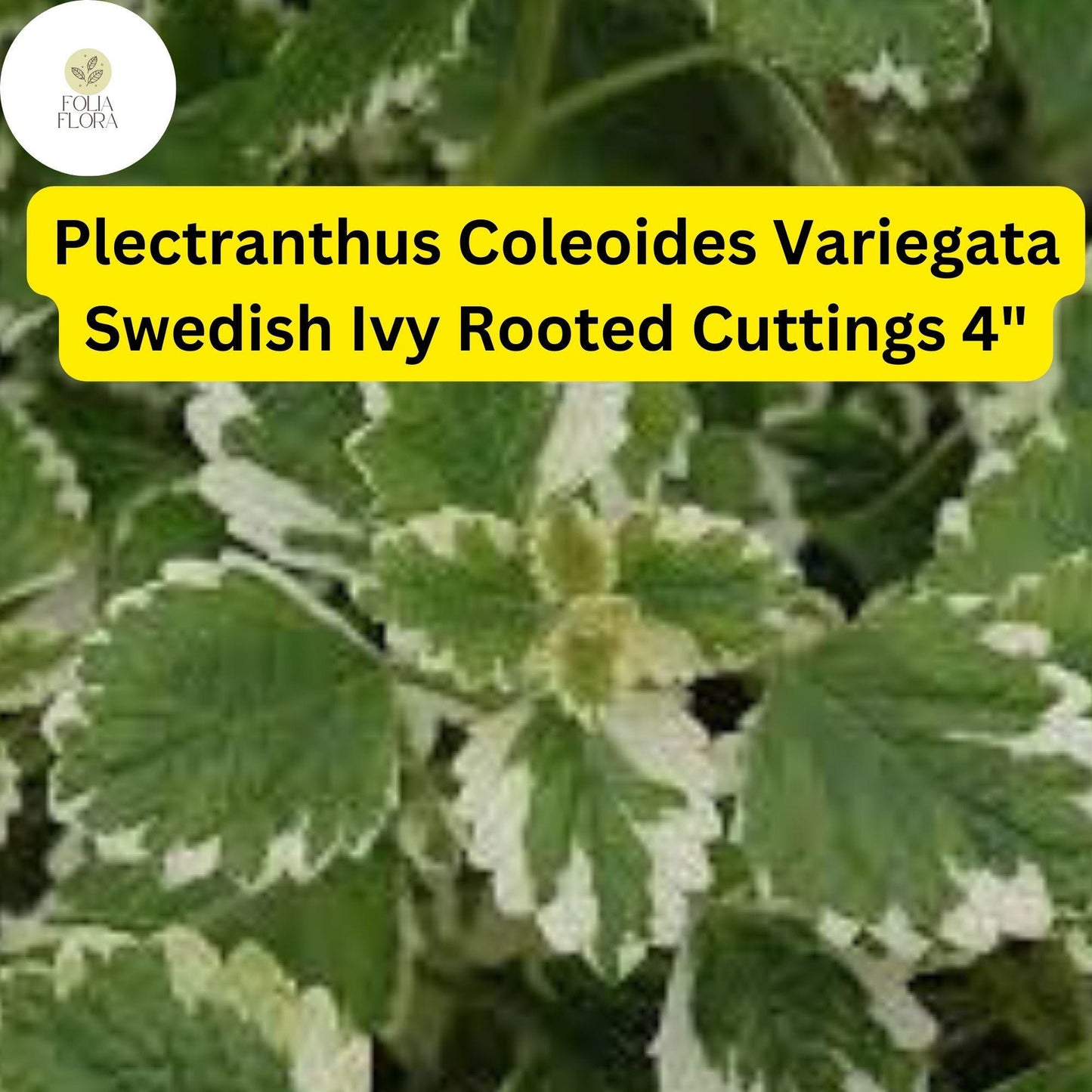 Plectranthus coleoides ‘Variegata’ | 3 Rooted Cuttings 4" Live Swedish Ivy Plant | Variegated, Trailing, Fragrant