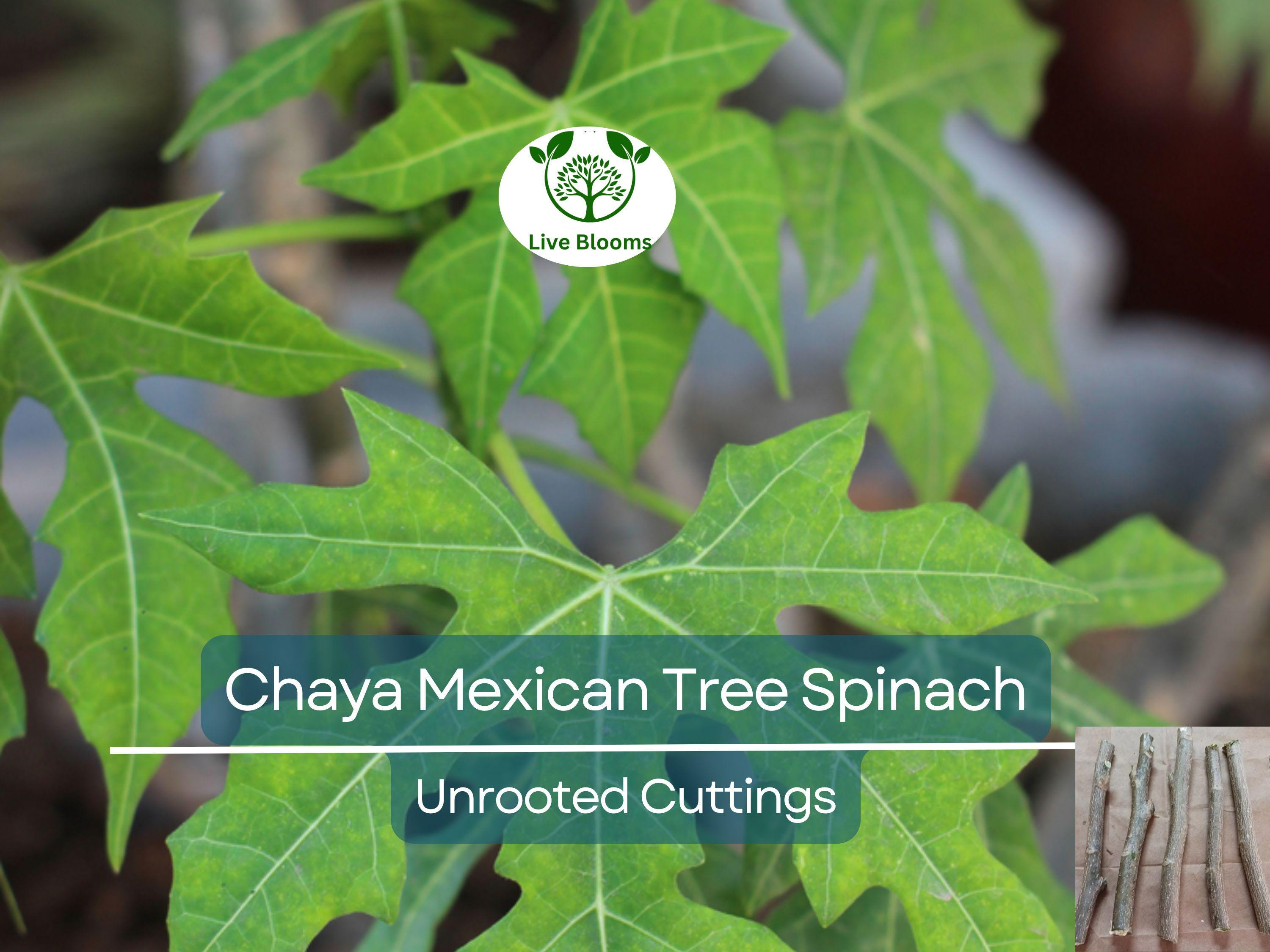 10 Organic Chaya Mexican Tree Spinach Unrooted Cuttings - Cnidoscolus aconitifolius, Superfood, Easy to Grow, Edible Leaf Plant Cuttings