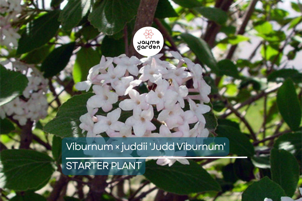 12-18" Judd Viburnum Shrub (Viburnum × juddii) - Fragrant Flowers, Colorful Foliage - Live Deciduous Plant for Zones 4-8