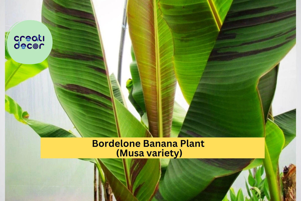 Bordelone Banana Plant – Rare Edible Musa Variety, Live Rooted Plug, Tropical Fruit Tree for Patio or Garden, Fast-Growing Banana Plant