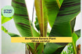 Bordelone Banana Plant – Rare Edible Musa Variety, Live Rooted Plug, Tropical Fruit Tree for Patio or Garden, Fast-Growing Banana Plant