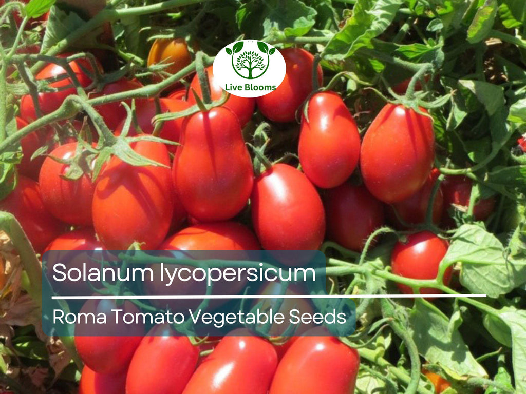 100 mg Roma Tomato Seeds - Solanum lycopersicum | Heirloom Paste Tomato for Planting, Gardening and Cooking | Ideal for Sauces & Canning