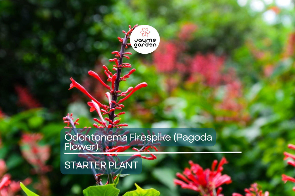 Odontonema Firespike (Pagoda Flower) | Odontonema strictum Live Plant | Vibrant Red Blooms | Butterfly & Hummingbird Magnet