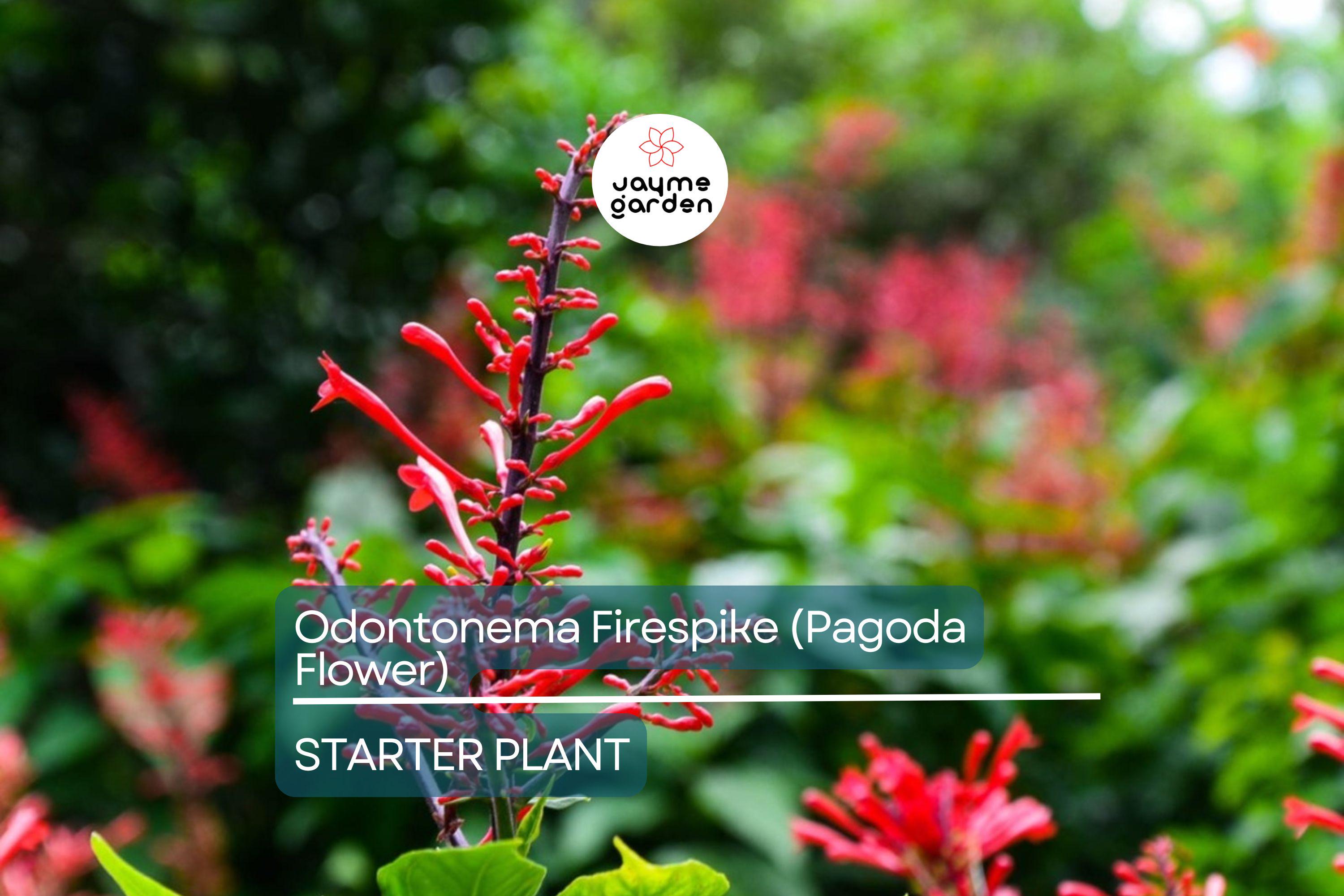 Odontonema Firespike (Pagoda Flower) | Odontonema strictum Live Plant | Vibrant Red Blooms | Butterfly & Hummingbird Magnet