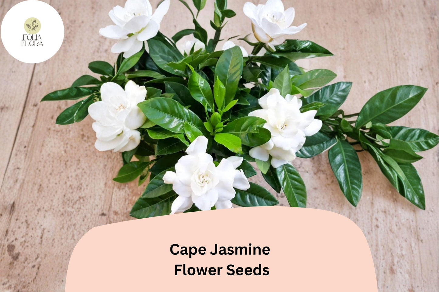 Cape Jasmine Seeds 20 | Gardenia jasminoides Fragrant White Evergreen Flowering Shrub