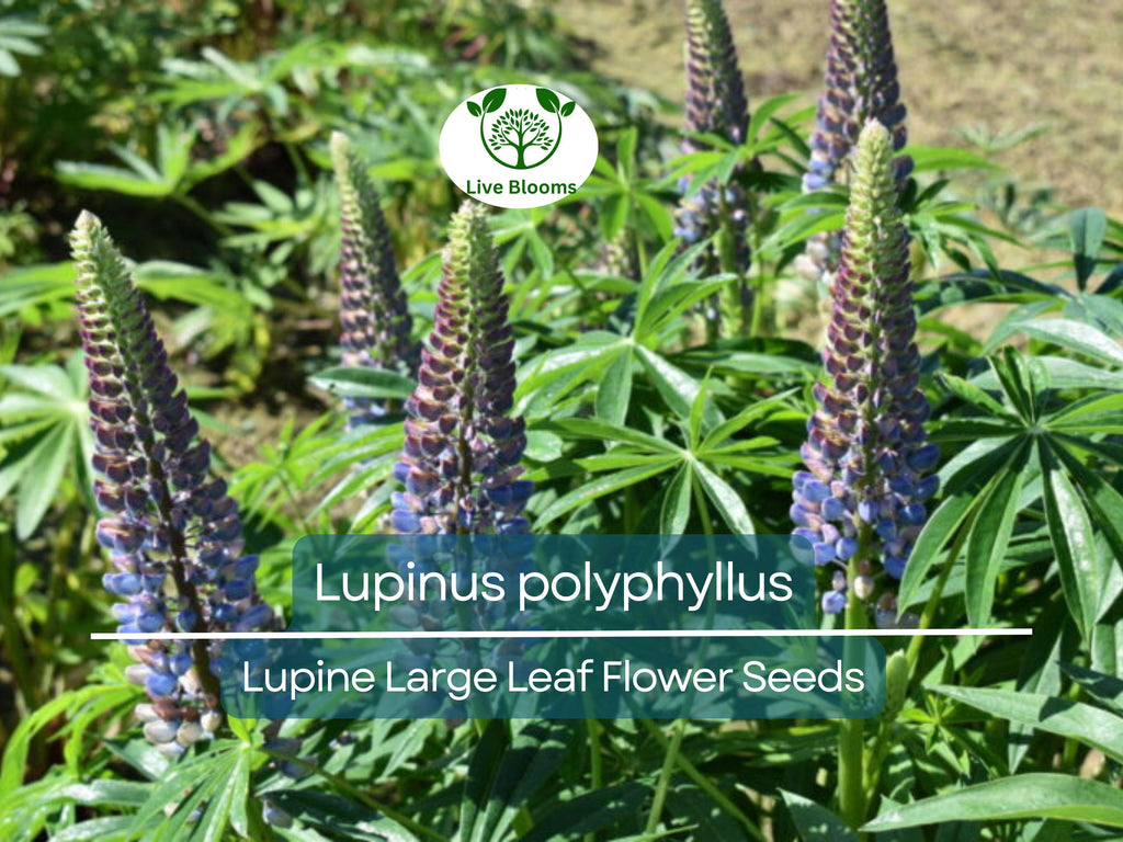 20 Seeds Lupine Large Leaf for Planting – Lupinus polyphyllus, Perennial Flower, Beautiful Garden Plant, Blue & Purple Blooms, Easy to Grow