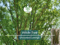 100 Austree Hybrid Willow Tree 8” Unrooted Cuttings – Fast Growing, Easy to Root, Ideal for Privacy Hedges, Salix matsudana x alba