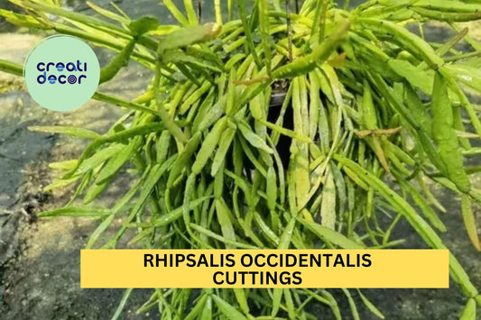 6 Rhipsalis occidentalis Cuttings – Fresh & Rare Orchid Cactus for Hanging Baskets or Indoor Jungle – Easy to Grow – USA