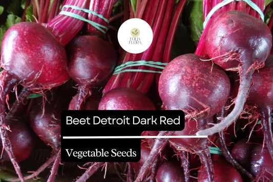 1g Beet Detroit Dark Red Seeds Beta vulgaris | Heirloom Sweet Beets for Planting | Juicy Roots & Tender Greens